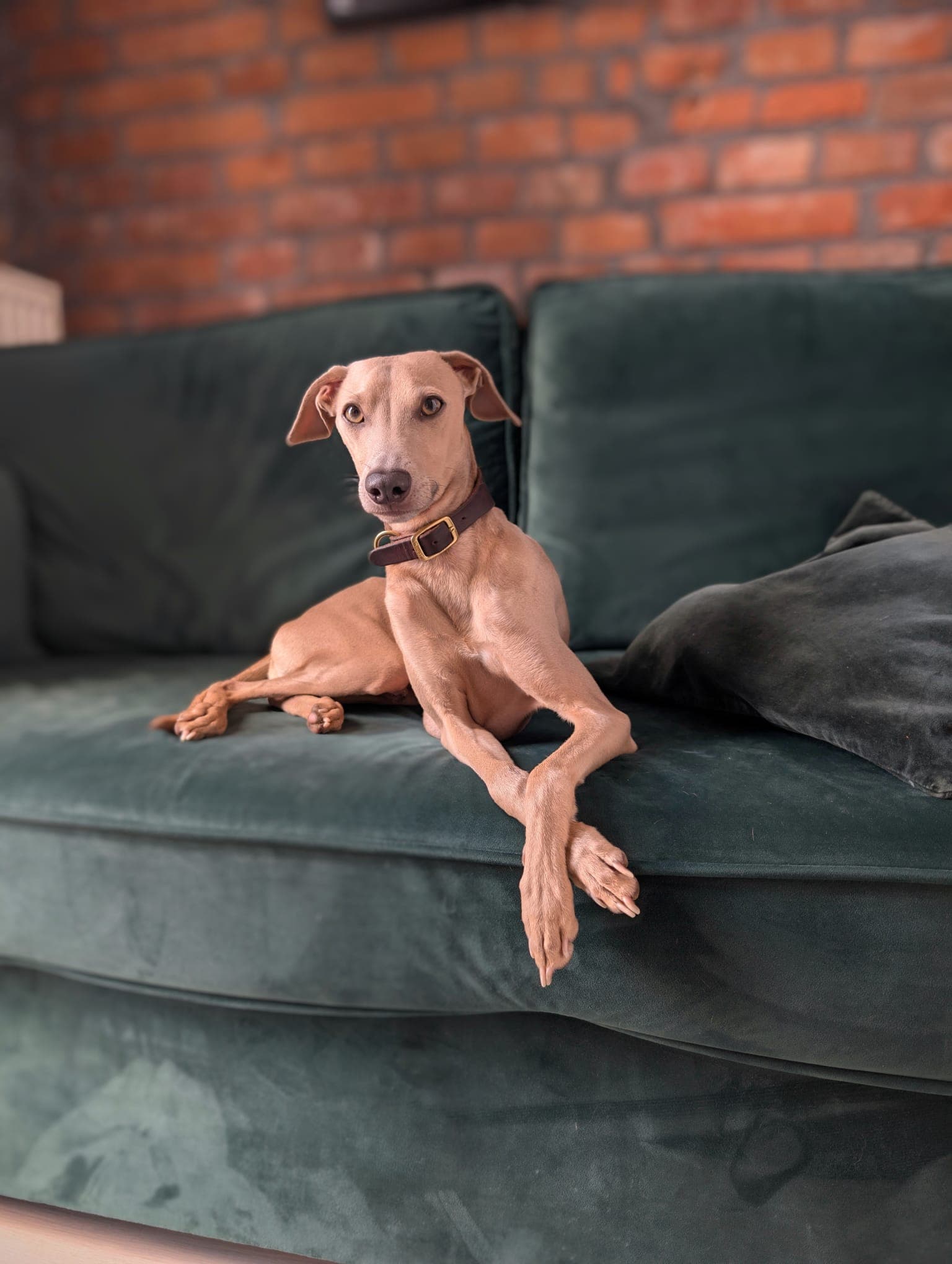 Hund schaut in die Kamera, Porträt